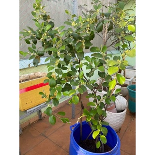 Cây 🌲 Táo Thái ( đang trái )
