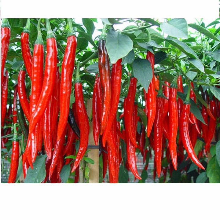 hạt giống ớt trái dài, ớt đậu đũa
