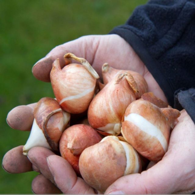 Củ hoa tulip đỏ viền trắng giống hà lan