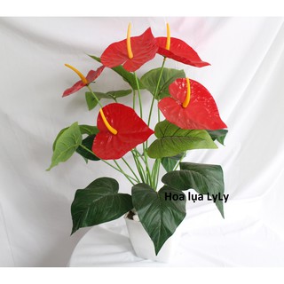 Chậu cây hồng môn giả cỡ trung (kèm chậu)