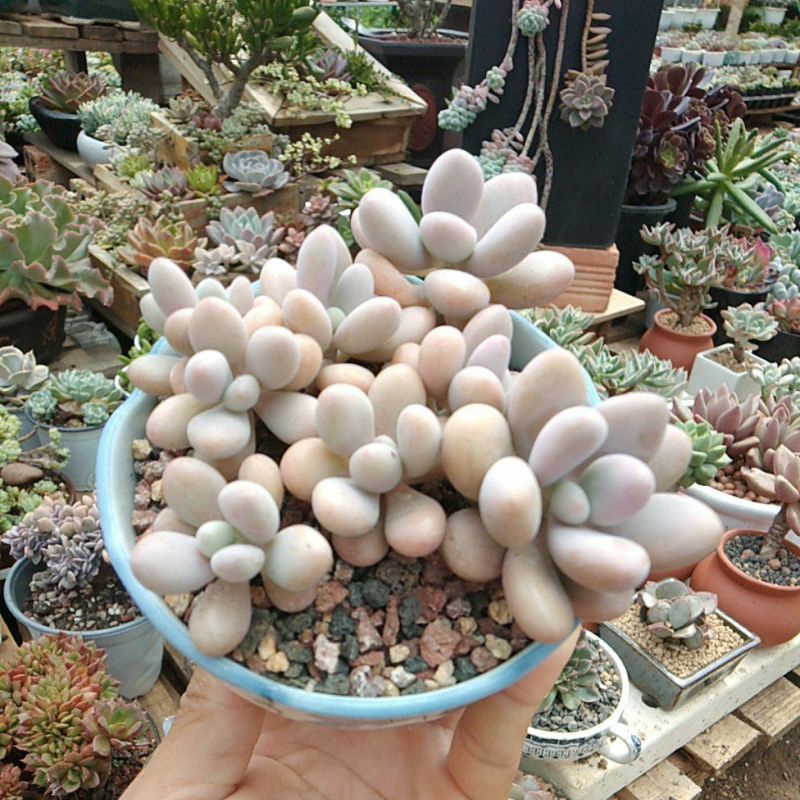Sen đá Sỏi hồng