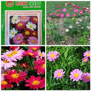 Hạt giống hoa cúc thơm xua muỗi - 50 hạt