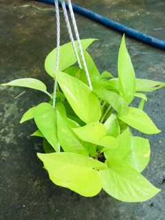 TRẦU BÀ THÁI VÀNG