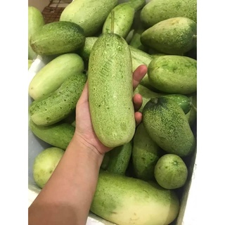 Hạt giống dưa chuột mèo