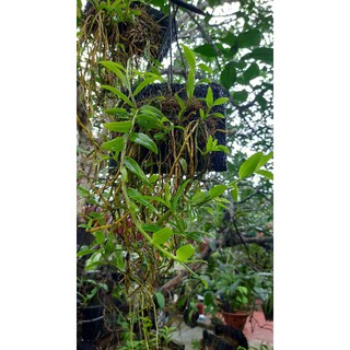 hoa phong lan nghệ tâm