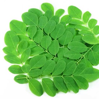Hạt chùm ngây giống gói 100 hạt