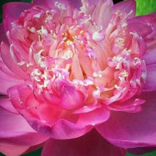 Song An Tã Bỉm Chính Hãng