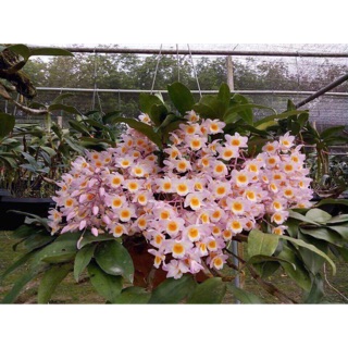 🍀Kiều tím thân vuông