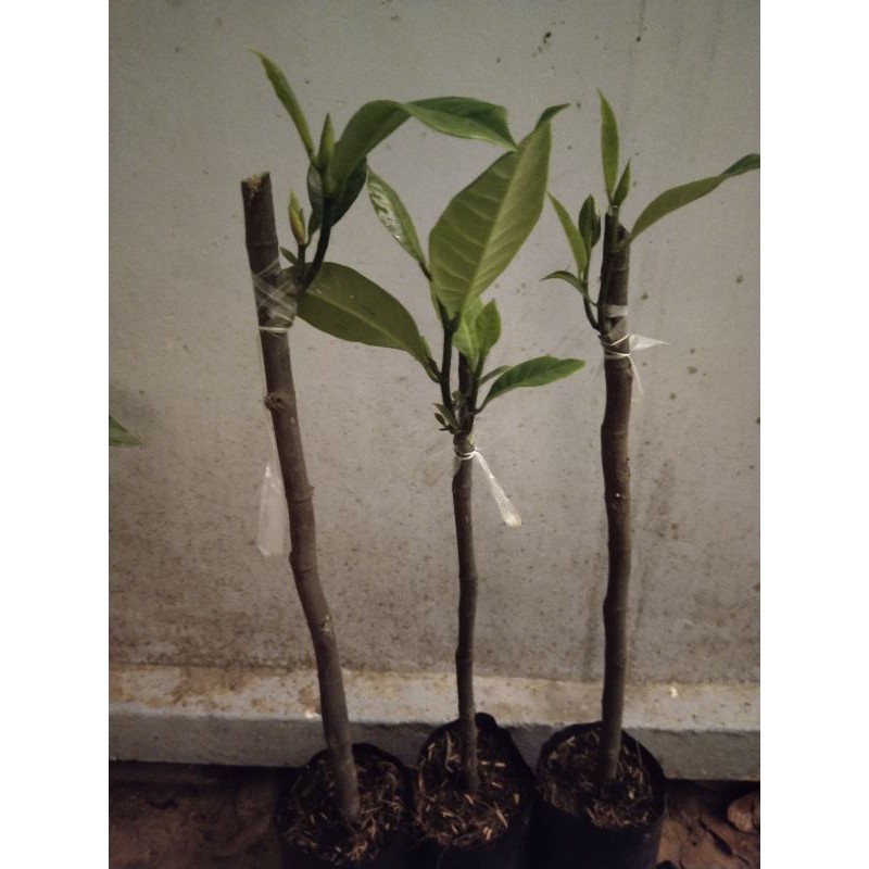 Cây mít  Tố nữ  44k / cây