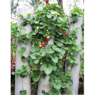 50 HẠT DÂU TÂY LEO ĐỎ