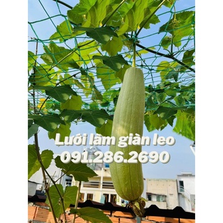 Lưới làm giàn cây leo