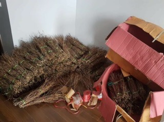 Hoa đỗ quyên ngủ đông (sỉ lẻ)