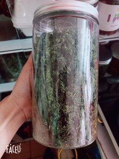 NỤ HOA TAM THẤT 100G