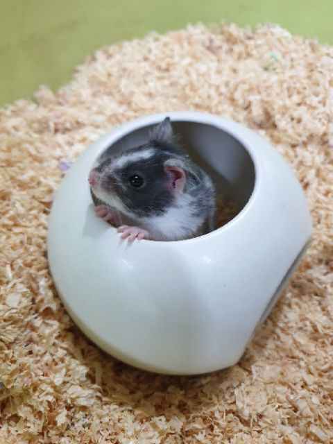 Nhà lỗ tròn sứ cho Hamster và Pets