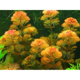 Rong la hán đỏ thủy sinh