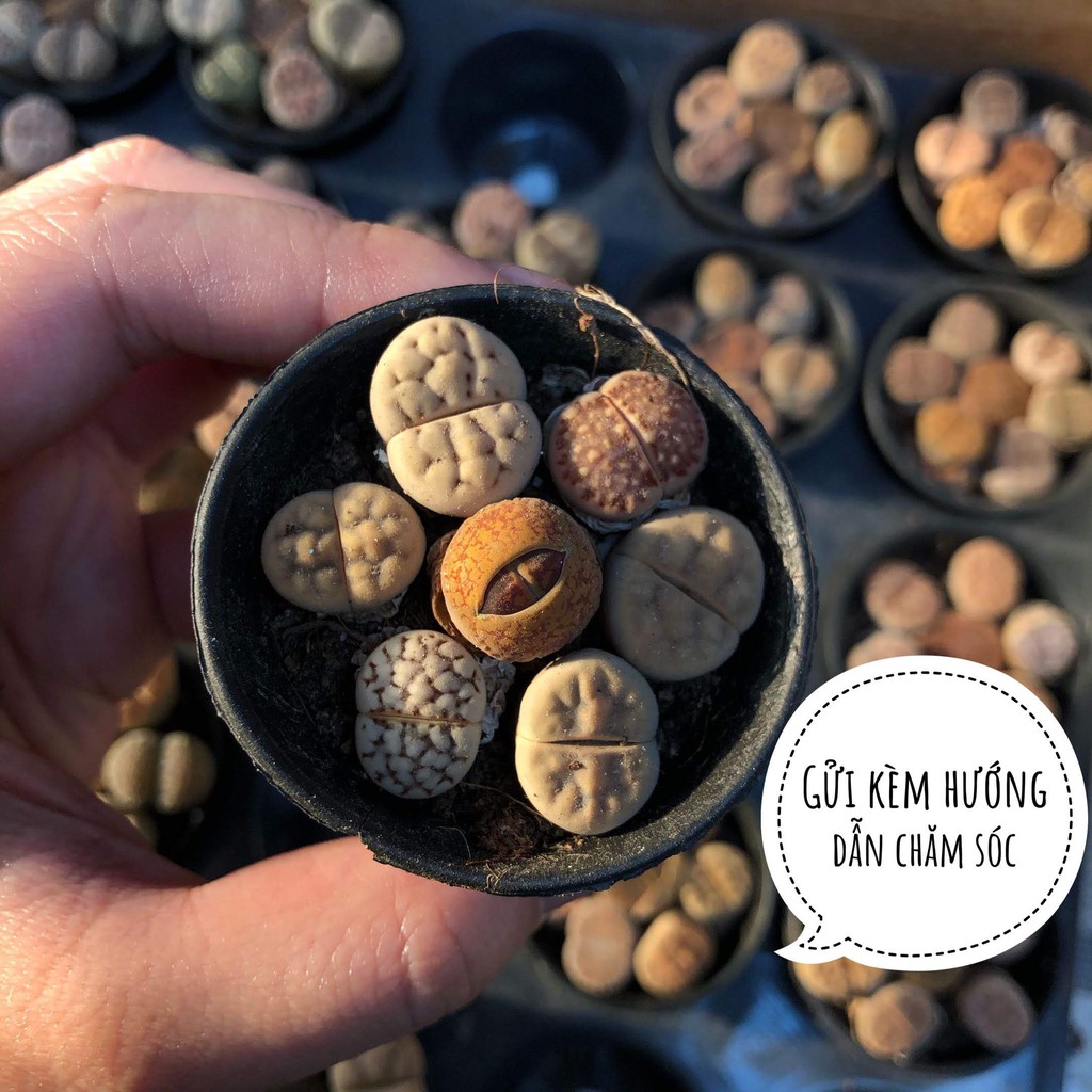 Sen mông - Lithops - Cây, hạt giống sen đá đẹp - Cây cảnh trang trí - Tiệm Thường Xuân