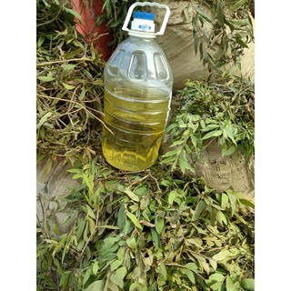 Tinh dầu tràm