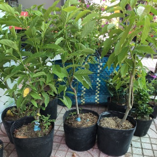 Cây hoa hoàng Lan hoa rất thơm