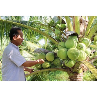 Cây dừa xiêm lùn