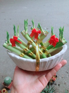 Chậu Trúc Phát Tài