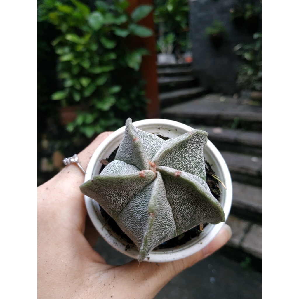 Xương rồng Sen đá ASTRO