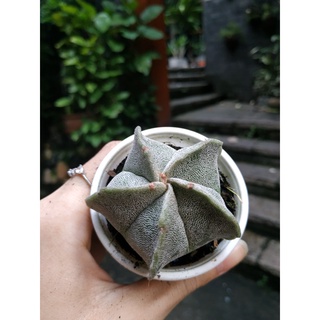 Xương rồng Sen đá ASTRO
