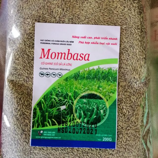 Cỏ Ghine Mombasa - Cỏ Sả Lá Lớn (gói 200g)