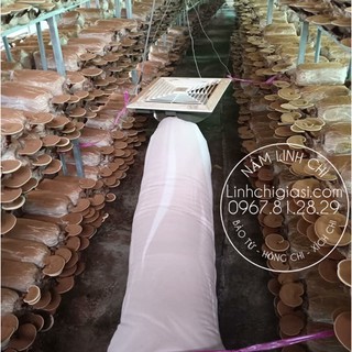 Bào tử nấm linh chi 100gr - Vanphuchung