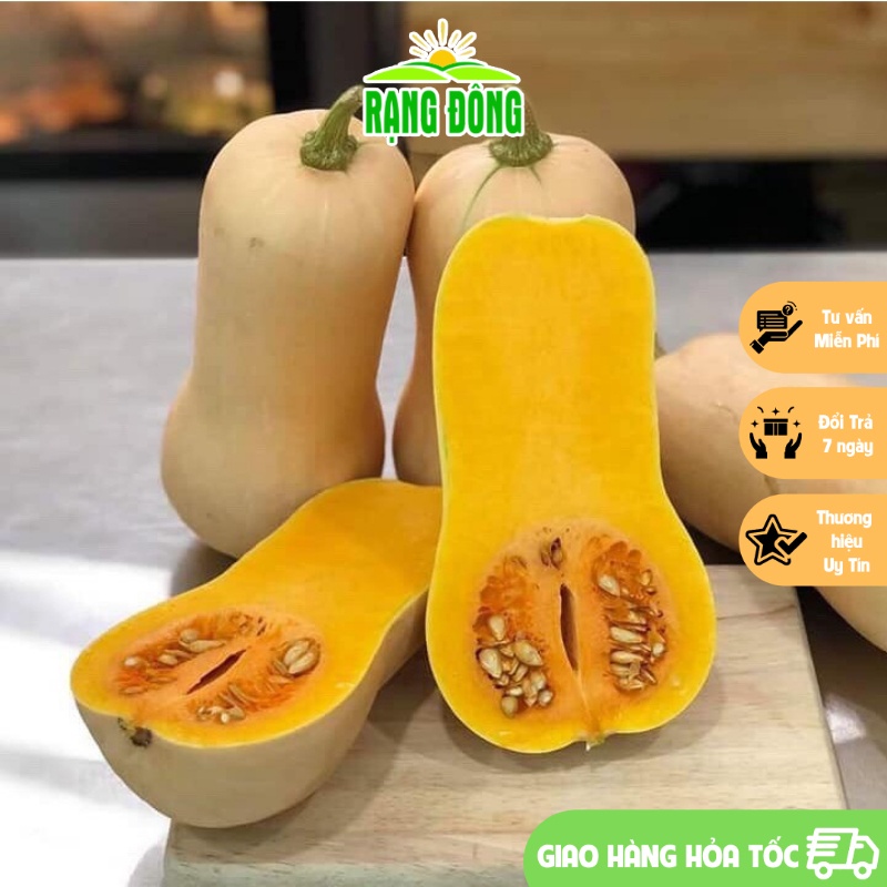 Hạt giống Bí Ngô Mỹ Da Vàng Lai F1 Trái Dẻo, Ngọt, Rất Ngon Trồng Quanh Năm - Hạt giống Rạng Đông