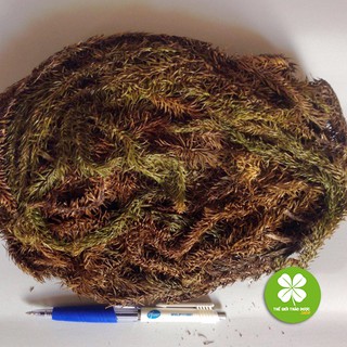 Cây Thông Đất khô 1kg - OLF192