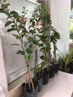 Cây hoa giấy giống