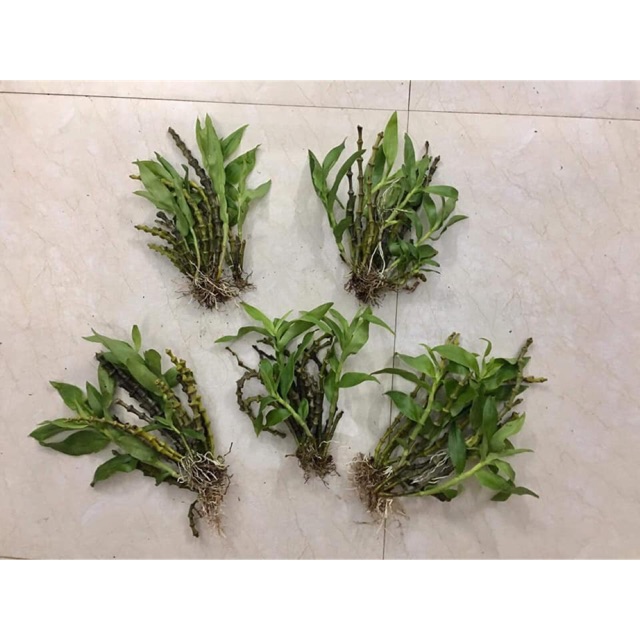 Trúc phật bà 150k 1 khóm