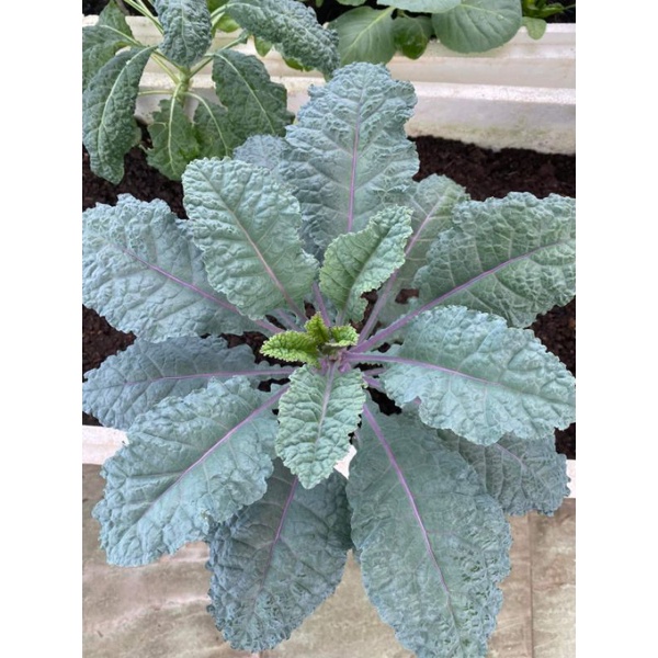 HẠT GIỐNG KALE KHỦNG LONG TÍM GÓI 100 HẠT