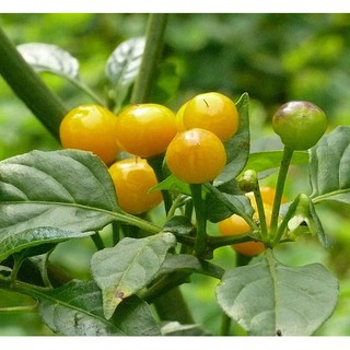 Chậu cây giống ớt Peru Aji Charapita