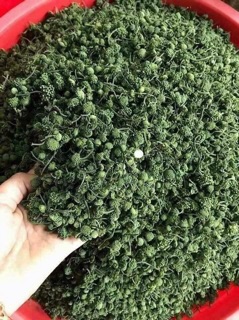 Nụ Tam Thất Bao Tử 700g