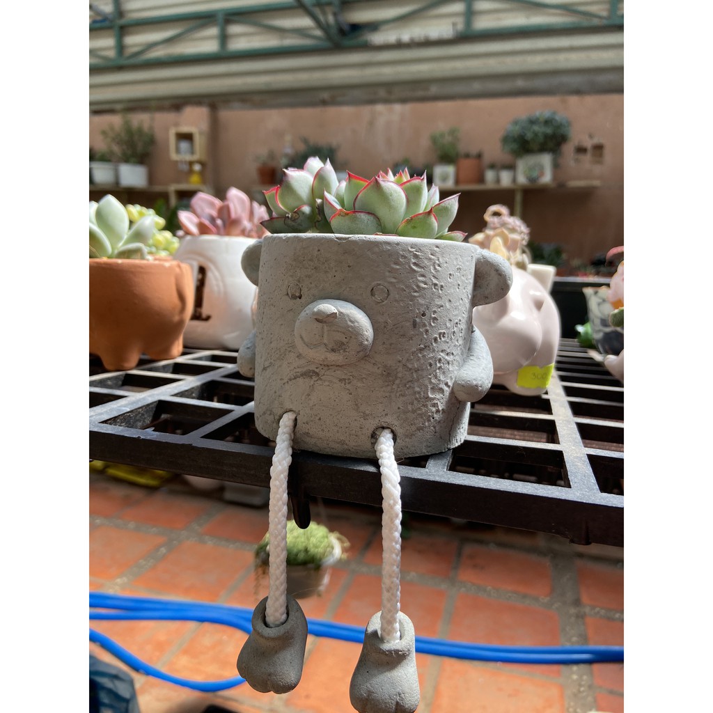 CHẬU XI MĂNG KÈM CÂY