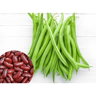 Hạt giống Đậu cove lùn hạt đen