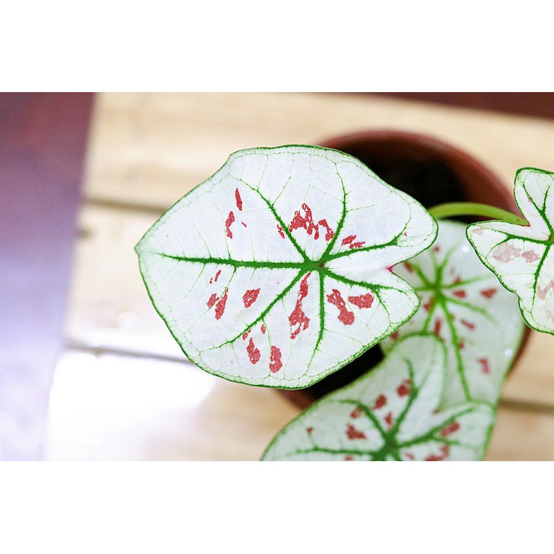 Chậu cây Caladium Strawberry Star - Môn Kem Dâu Tây hàng thuần khí hậu Việt Nam