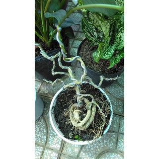 [Bonsai] Cây cần thăng bonsai