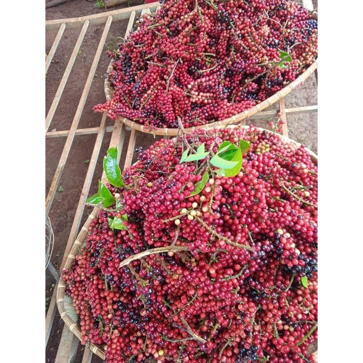 Cây Giống chòi mòi ,cây ghép