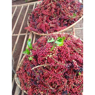 Cây Giống chòi mòi ,cây ghép