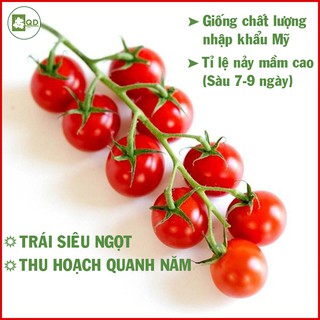Hạt giống cà chua chuỗi ngọc siêu ngọt năng suất cao cho trái quanh năm, vòng đời dài mang lại hiệu quả kinh tế - QD29