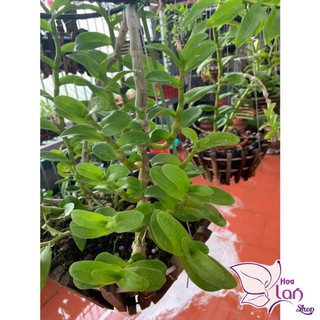 Lan Phi Điệp 🍀FREESHIP🍀 5 Cánh Trắng HO [ Ươm Kie ]