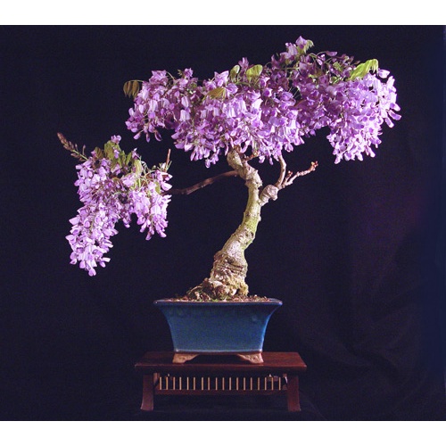 Hạt giống tử đằng thân gỗ (tặng kèm phân bón và kích mầm)