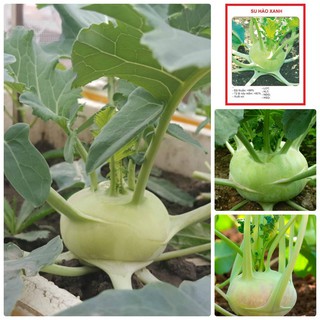 Hạt giống SU HÀO XANH F1 - 0,2gram (TẶNG gói kích thích hỗ trợ hạt nảy mầm)