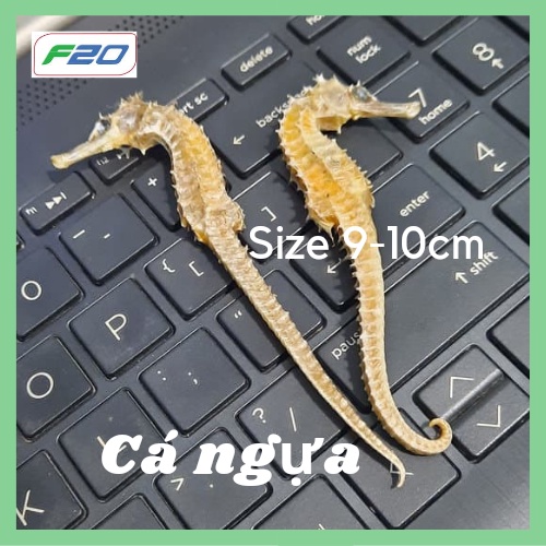 1 Cặp cá ngựa đực cái size lớn