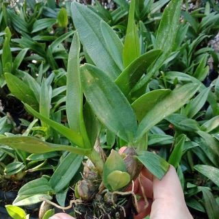 Denro mini giống