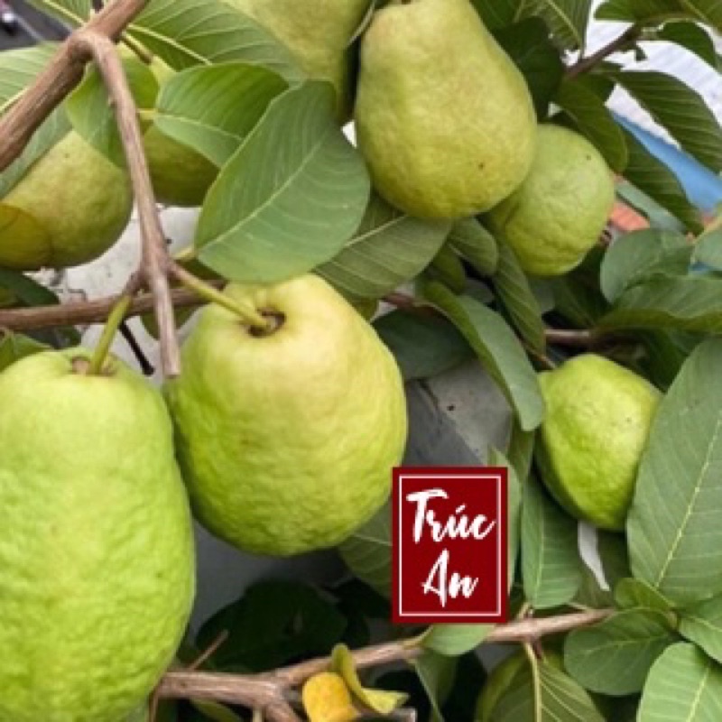 🍏 Ổi lê lùn Đài Loan cây 70-80cm đang trái sẵn. Giống ổi sai quả dễ trồng, ship hoả tốc 30p