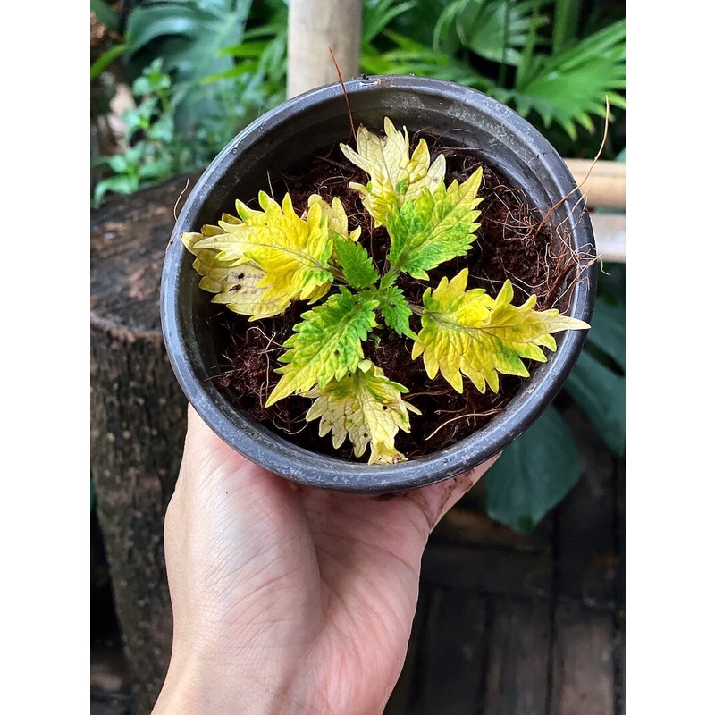 Cây Coleus scutellarioides Diane’s Gold (Lá Gấm Diane’s Gold) chậu nhựa 10cm