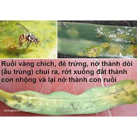 Chế phẩm chiết xuất từ thảo mộc TRIBI siêu xua đuổi, diệt ruồi vàng và sâu bọ gây hại 50ml / chai - [ Sỉ Lẻ ]